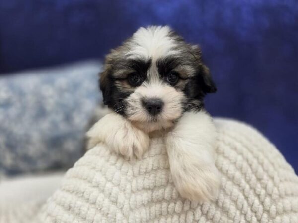 Havanese - 13997 photo 5