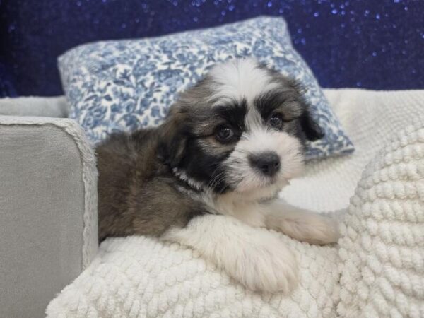 Havanese - 13997 photo 6