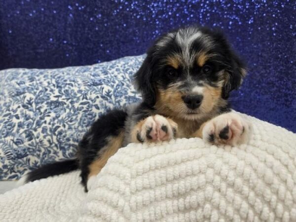Mini Bernedoodle 2nd Gen - 14004 photo 2