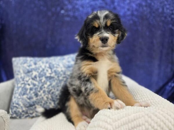 Mini Bernedoodle 2nd Gen - 14004 photo 4