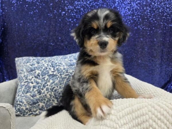 [#14004] Blue Merle Male Mini Bernedoodle 2nd Gen DOG