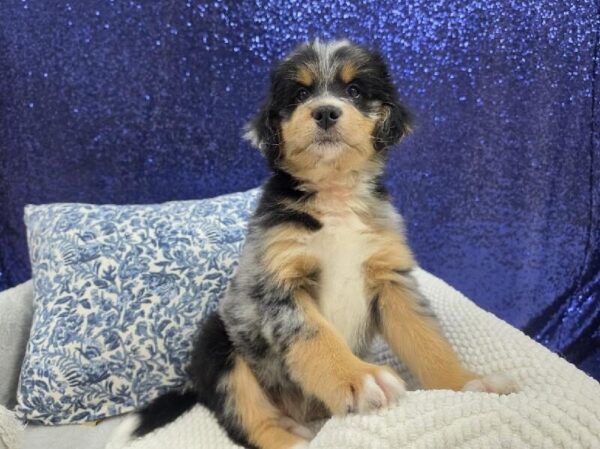 Mini Bernedoodle 2nd Gen - 14004 photo 3