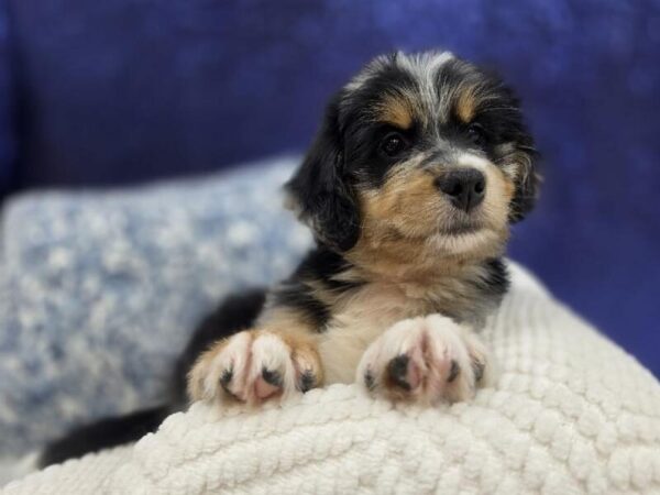 Mini Bernedoodle 2nd Gen - 14004 photo 5