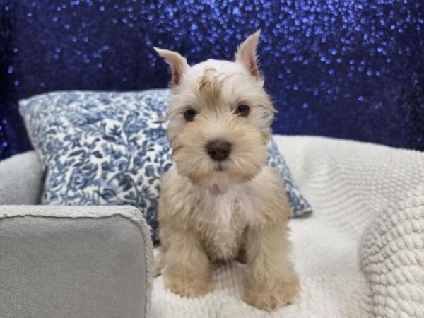 Mini Schnauzer - 14000 photo 2