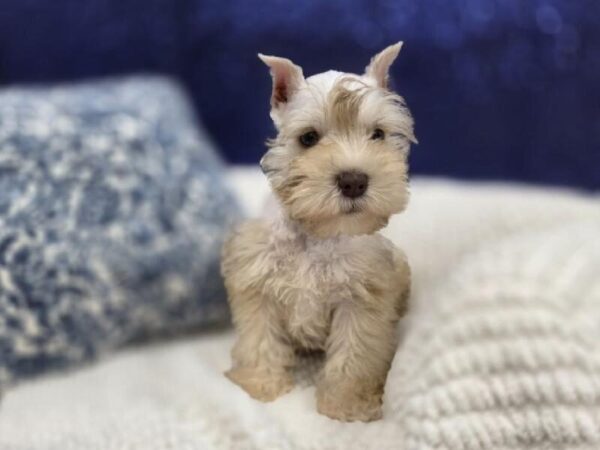 Mini Schnauzer - 14000 photo 3