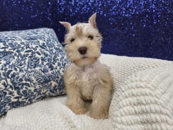 [#14000] Salt / Pepper Male Mini Schnauzer DOG
