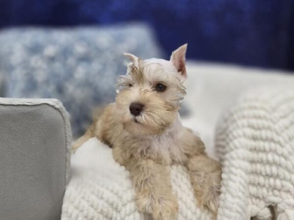 Mini Schnauzer - 14000 photo 5