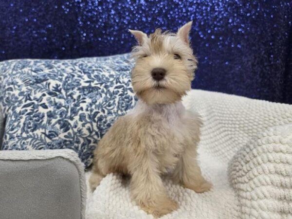 Mini Schnauzer - 14000 photo 6