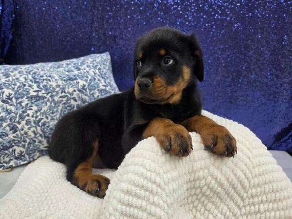 Rottweiler - 14002 photo 3
