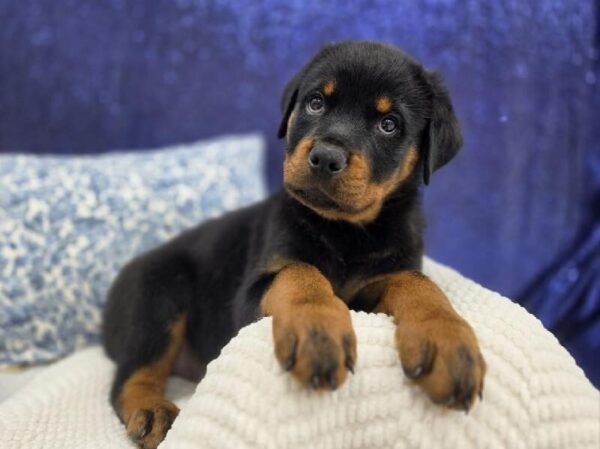 Rottweiler - 14002 photo 2
