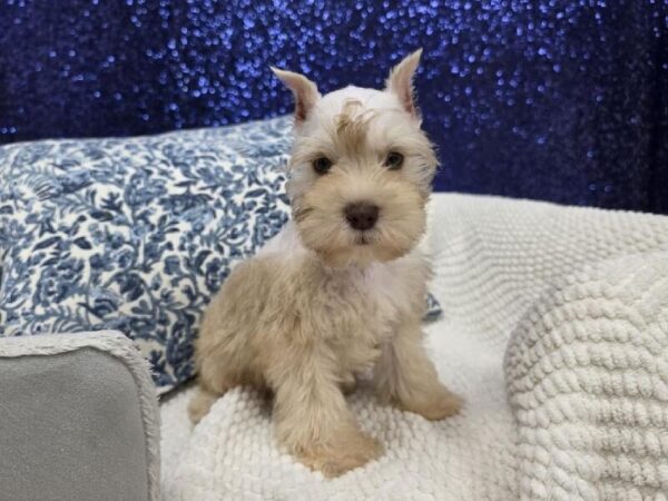 Mini Schnauzer - 14000 photo 4