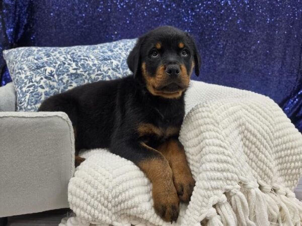 Rottweiler - 14002 photo 4
