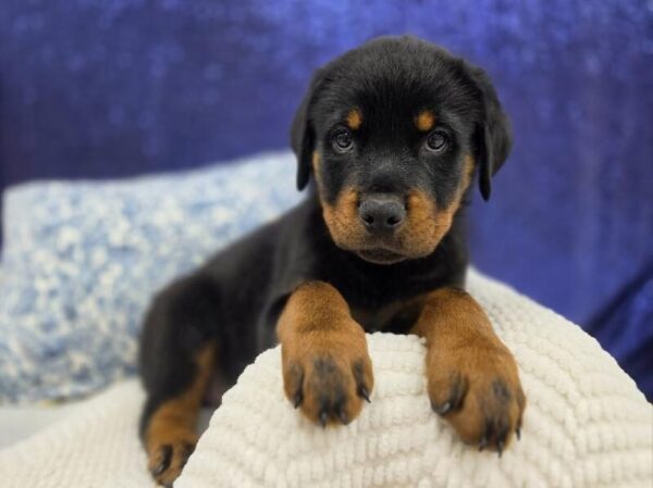 [#14002] Black / Rust Male Rottweiler DOG