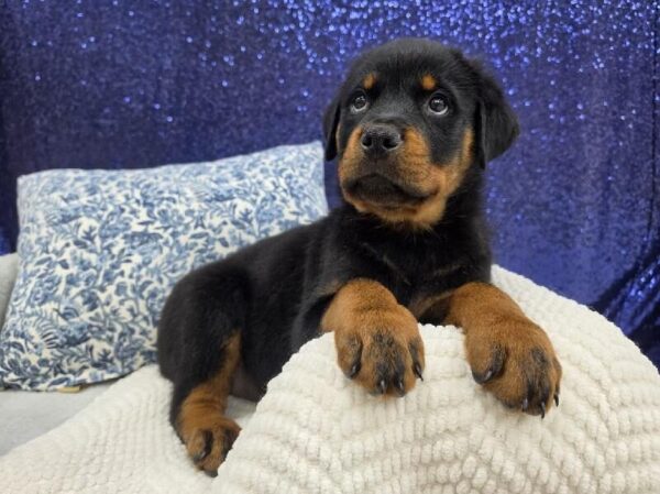 Rottweiler - 14002 photo 5
