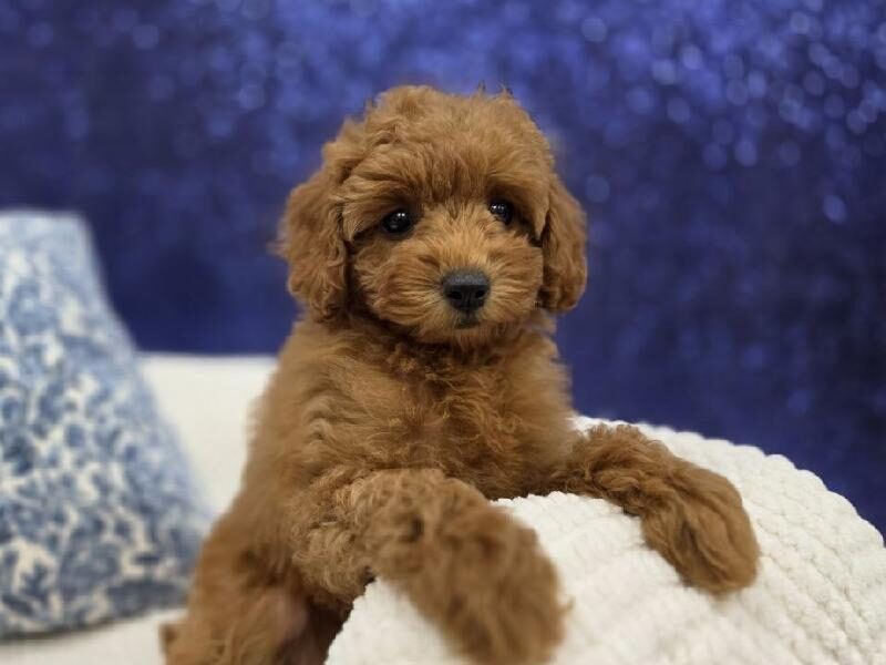 Poodle puppy at Petland Robinson, about 30 minutes from Cranberry Township, PA