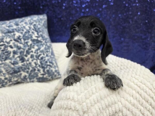 Dachshund - 14001 photo 2