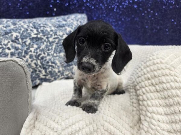 Dachshund - 14001 photo 3