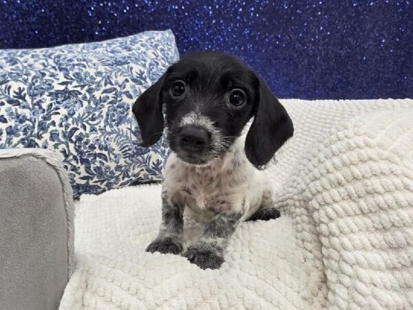 [#14001] Black Female Dachshund DOG