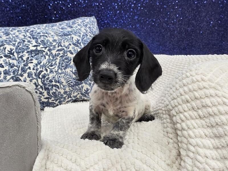 Dachshund puppy at Petland Robinson, about 30 minutes from Cranberry Township, PA