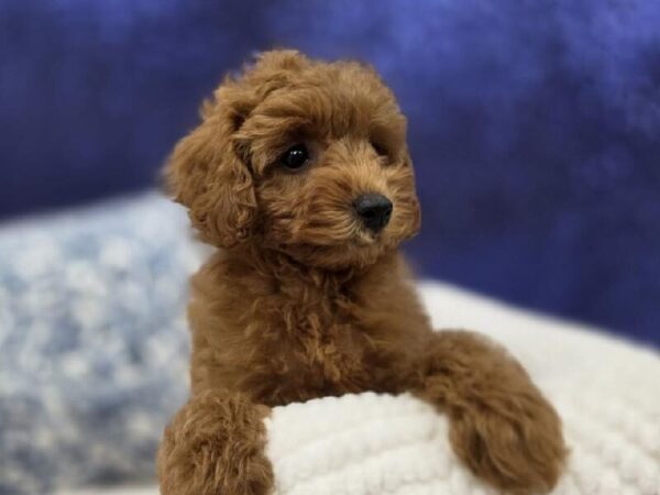 Poodle - 13994 photo 3
