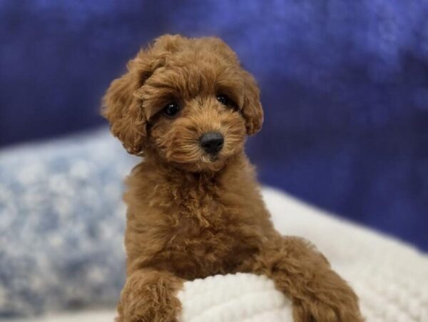Poodle - 13994 photo 5