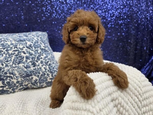 Poodle - 13994 photo 6