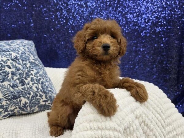 Poodle - 13994 photo 2