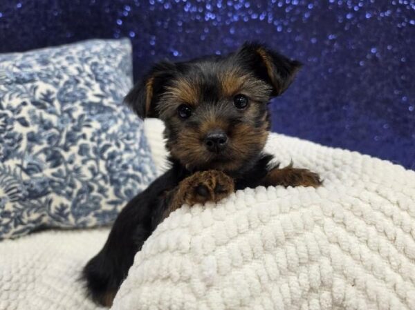 [#14003] Black / Tan Female Yorkshire Terrier DOG