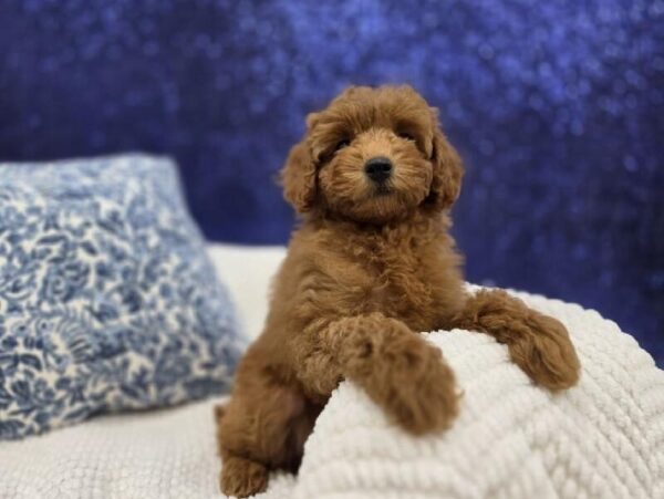 Poodle - 13994 photo 4