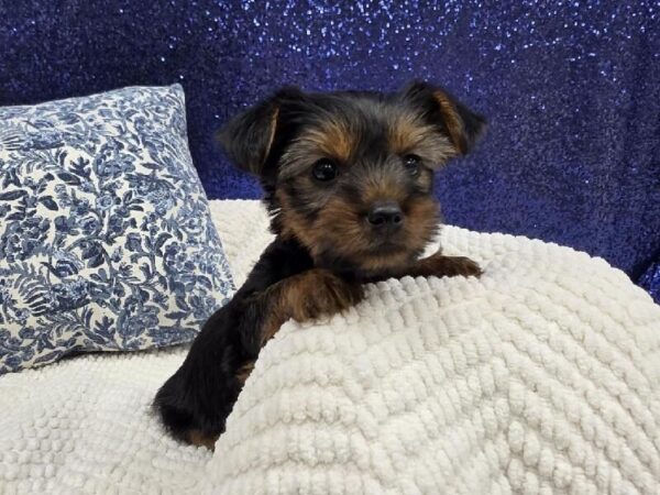 Yorkshire Terrier photo 3