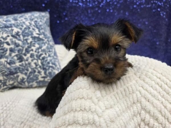 Yorkshire Terrier - 14003 photo 4