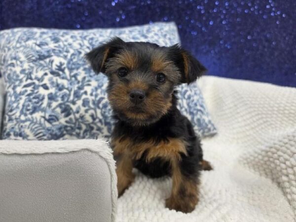 Yorkshire Terrier photo 2