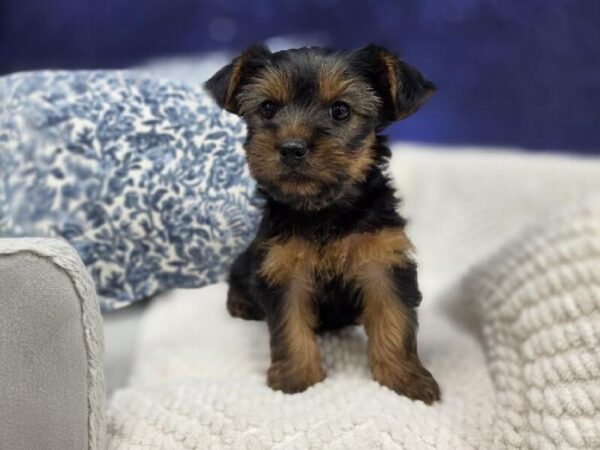 Yorkshire Terrier photo 5