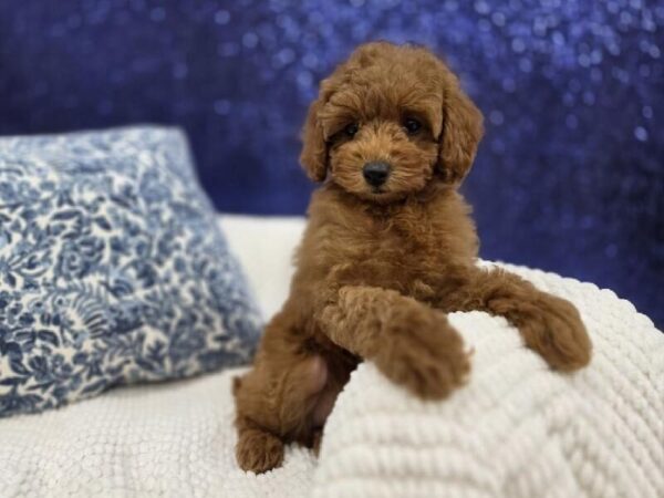 Poodle - 13994 photo 7