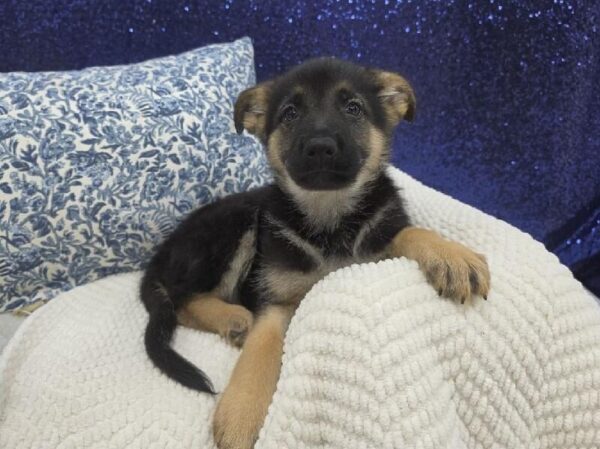 German Shepherd - 13989 photo 3