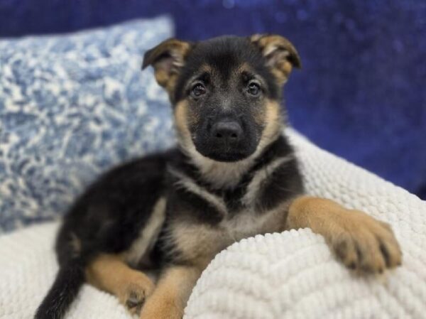 German Shepherd - 13989 photo 2