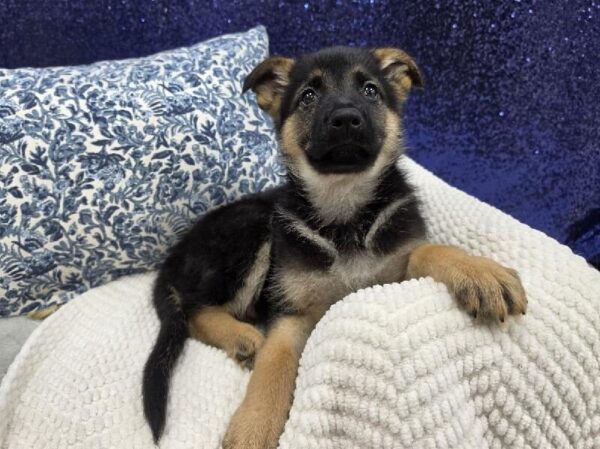 German Shepherd - 13989 photo 4