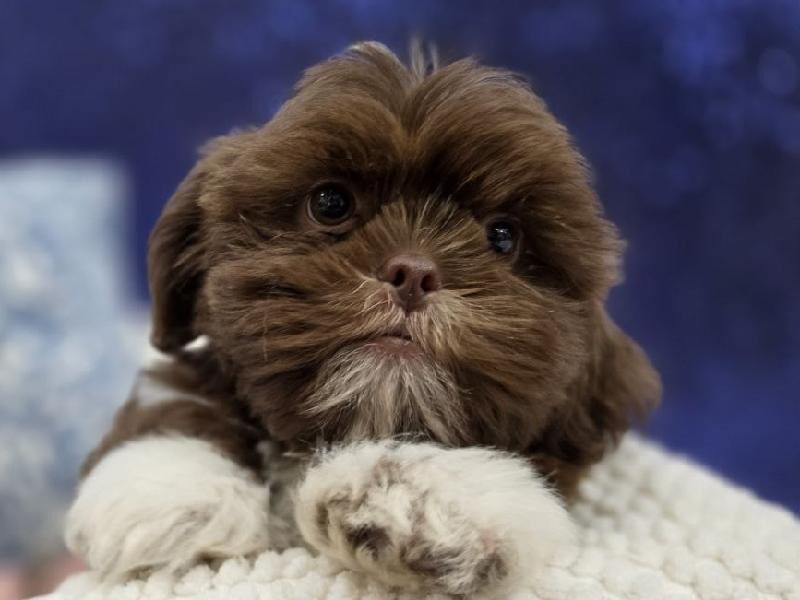 Shih Tzu puppy at Petland Robinson, about 30 minutes from Cranberry Township, PA