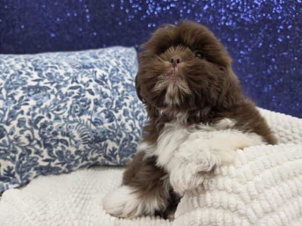Shih Tzu - 13988 photo 2