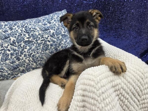 [#13989] Black / Tan Female German Shepherd DOG