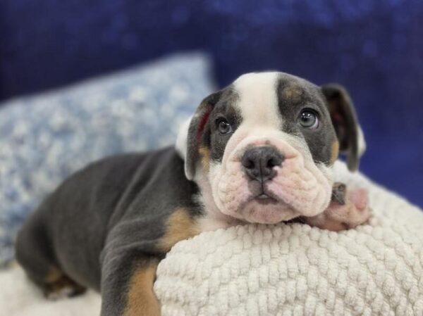 English Bulldog - 13990 photo 2