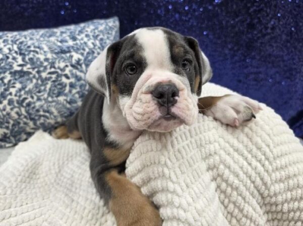 [#13990] Black White / Tan Male English Bulldog DOG