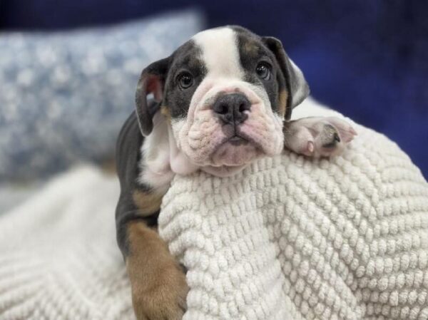 English Bulldog - 13990 photo 3