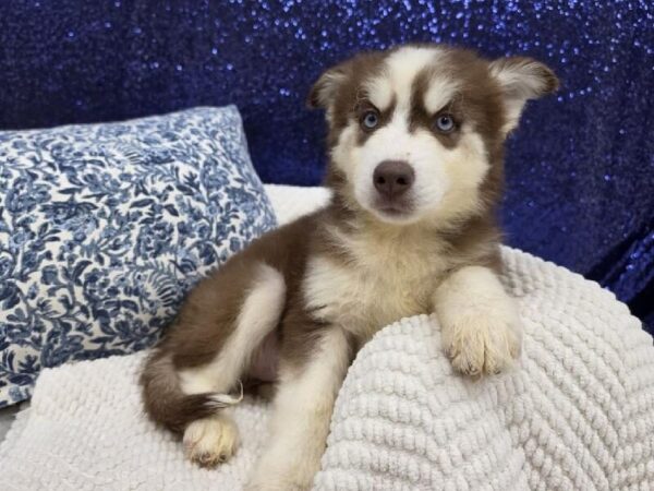 [#13991] Red / White Female Siberian Husky DOG