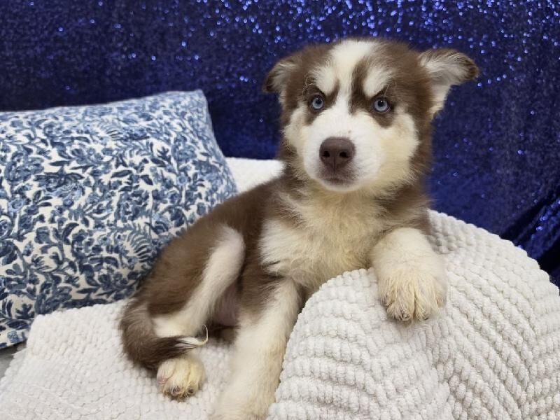 Siberian Husky puppy at Petland Robinson, about 30 minutes from Cranberry Township, PA