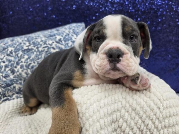 English Bulldog - 13990 photo 4