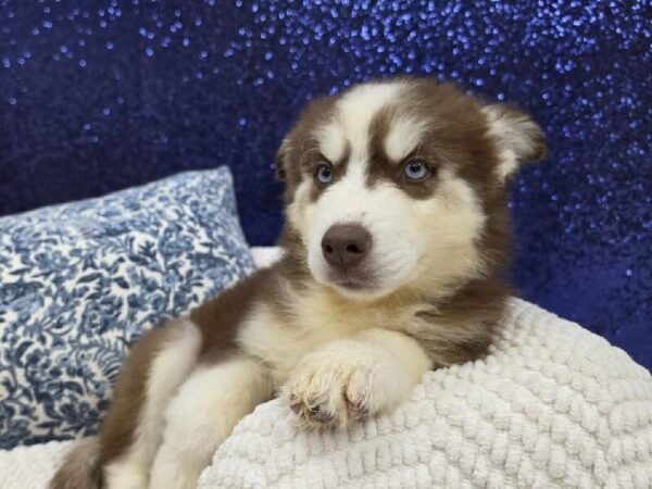 Siberian Husky - 13991 photo 2
