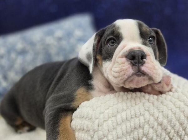 English Bulldog - 13990 photo 5