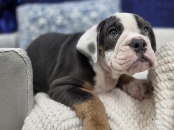 English Bulldog - 13990 photo 6
