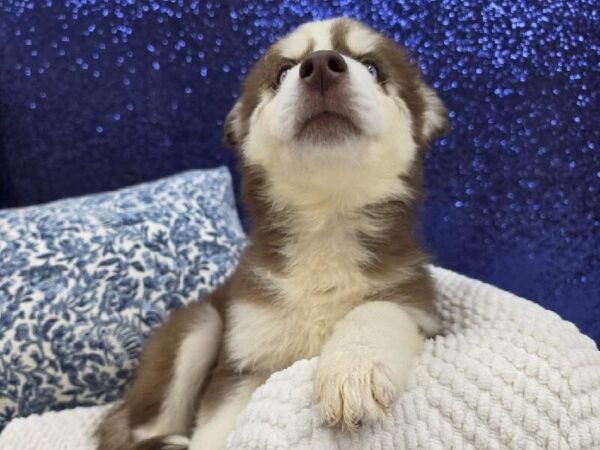 Siberian Husky - 13991 photo 3